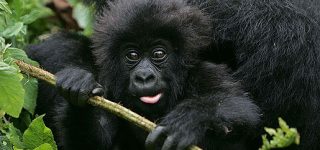 5 Days Gorilla Trekking & Dian Fossey Hike in Rwanda