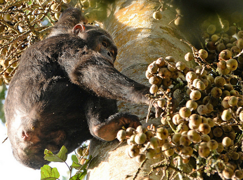 Chimpanzees in Nyungwe