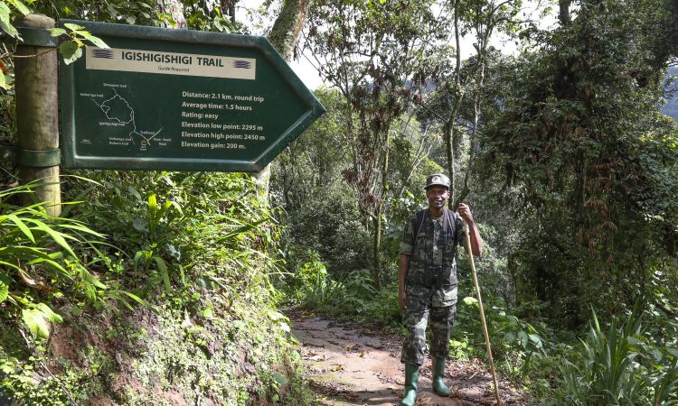 Trails in Nyungwe Forest