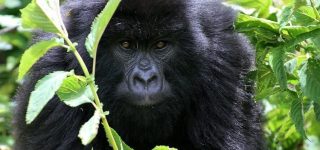 Gorilla Trekking Permits