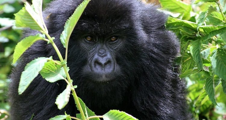 Gorilla Trekking Permits
