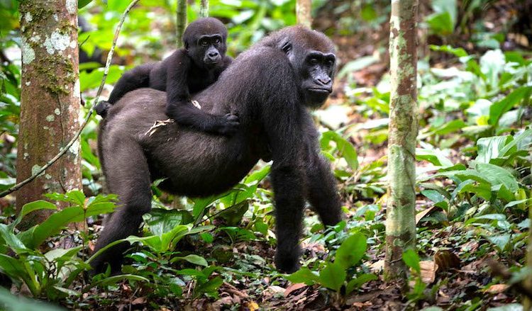 Gorilla Trekking in Congo