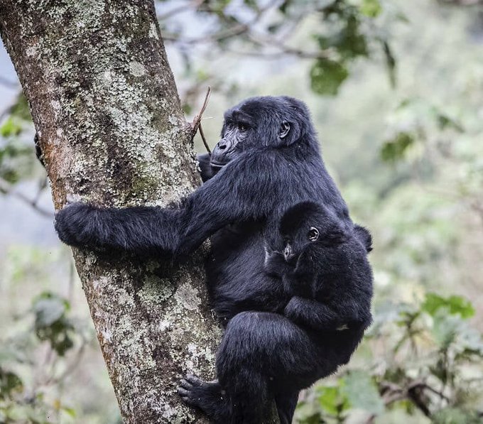 Gorilla Trekking in Uganda From Kigali