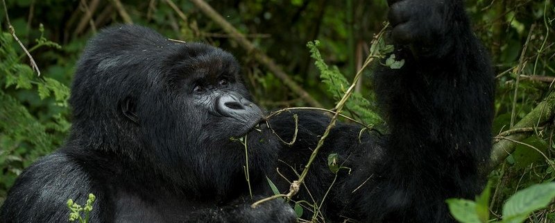Gorilla trekking on budget