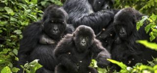 Mountain Gorilla Families in Congo