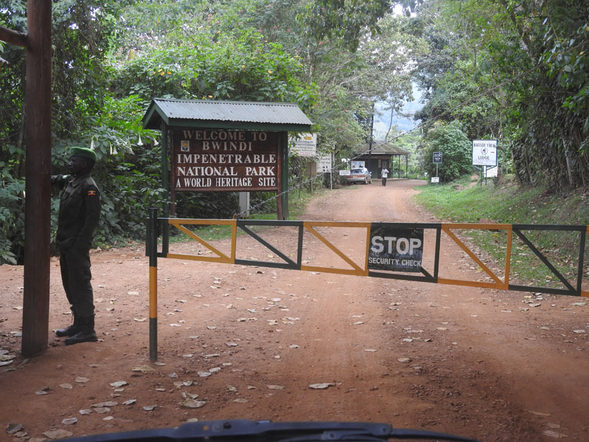 Entrance fees to Bwindi Impenetrable National Park