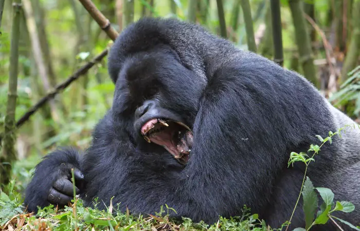 How strong are gorillas?