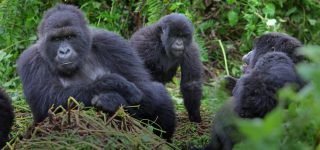 Gorilla Families in Bwindi Impenetrable National Park