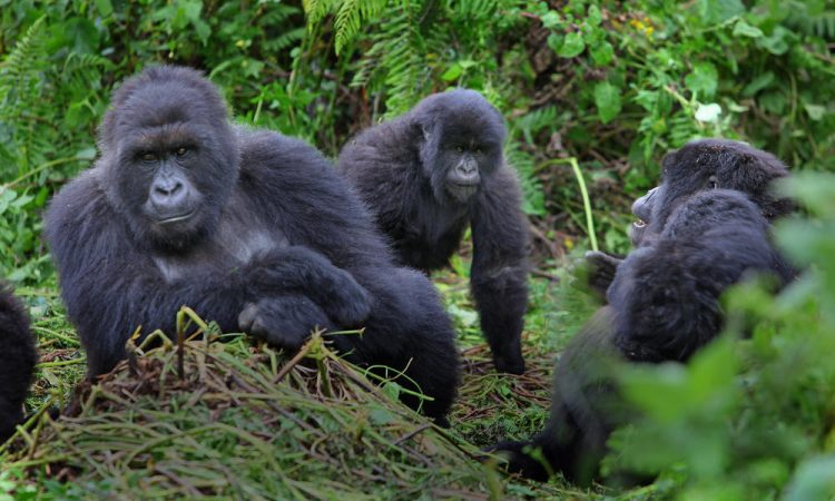 Gorilla Families in Bwindi Impenetrable National Park