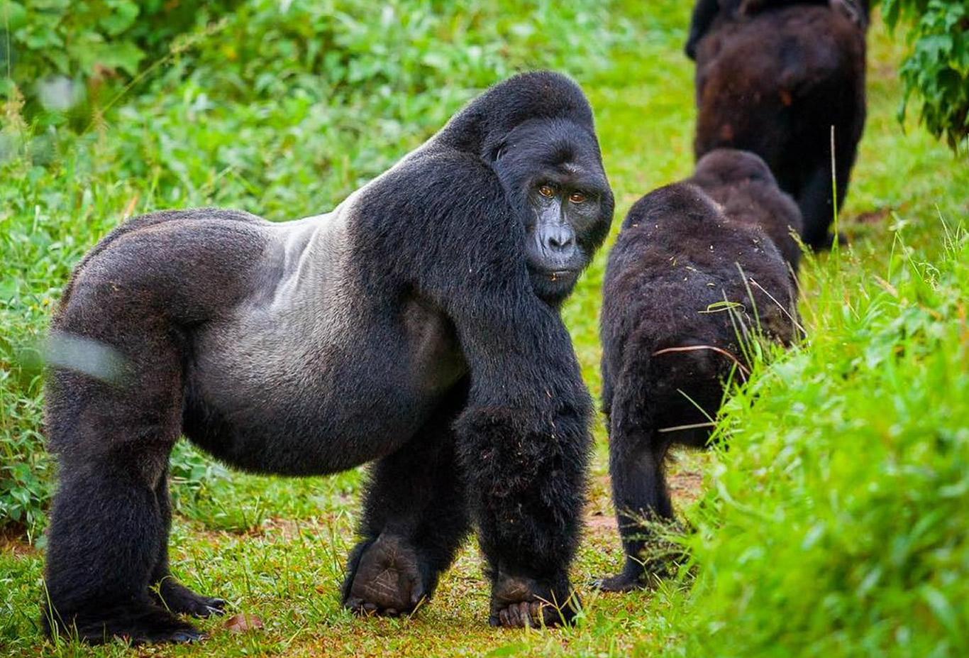10 Days Rwanda Gorillas and Wildlife Safari