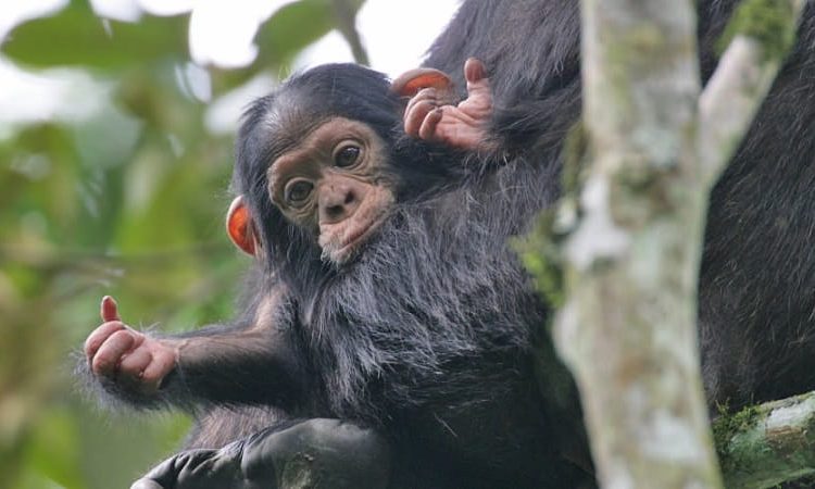 8 Days Rwanda & Congo Primate safari (with Nyiragongo)