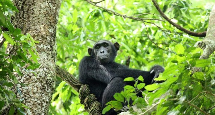 Rwanda Chimpanzee Safari