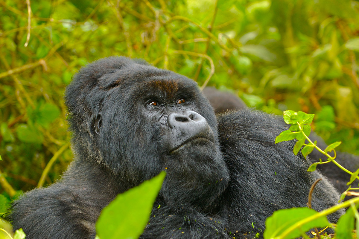 6 Days Rwanda Primate Safari