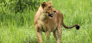 5 Days Murchison Falls Wildlife Safari