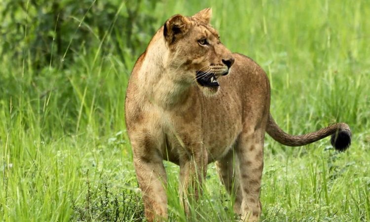 5 Days Murchison Falls Wildlife Safari