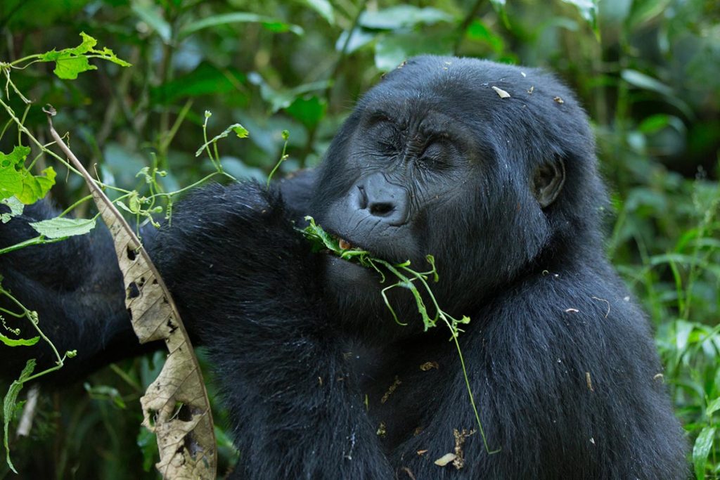 6 Days Uganda Gorillas, Chimps & Big 5 Safari