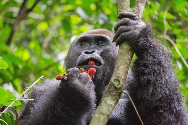 What do Gorillas Eat ?