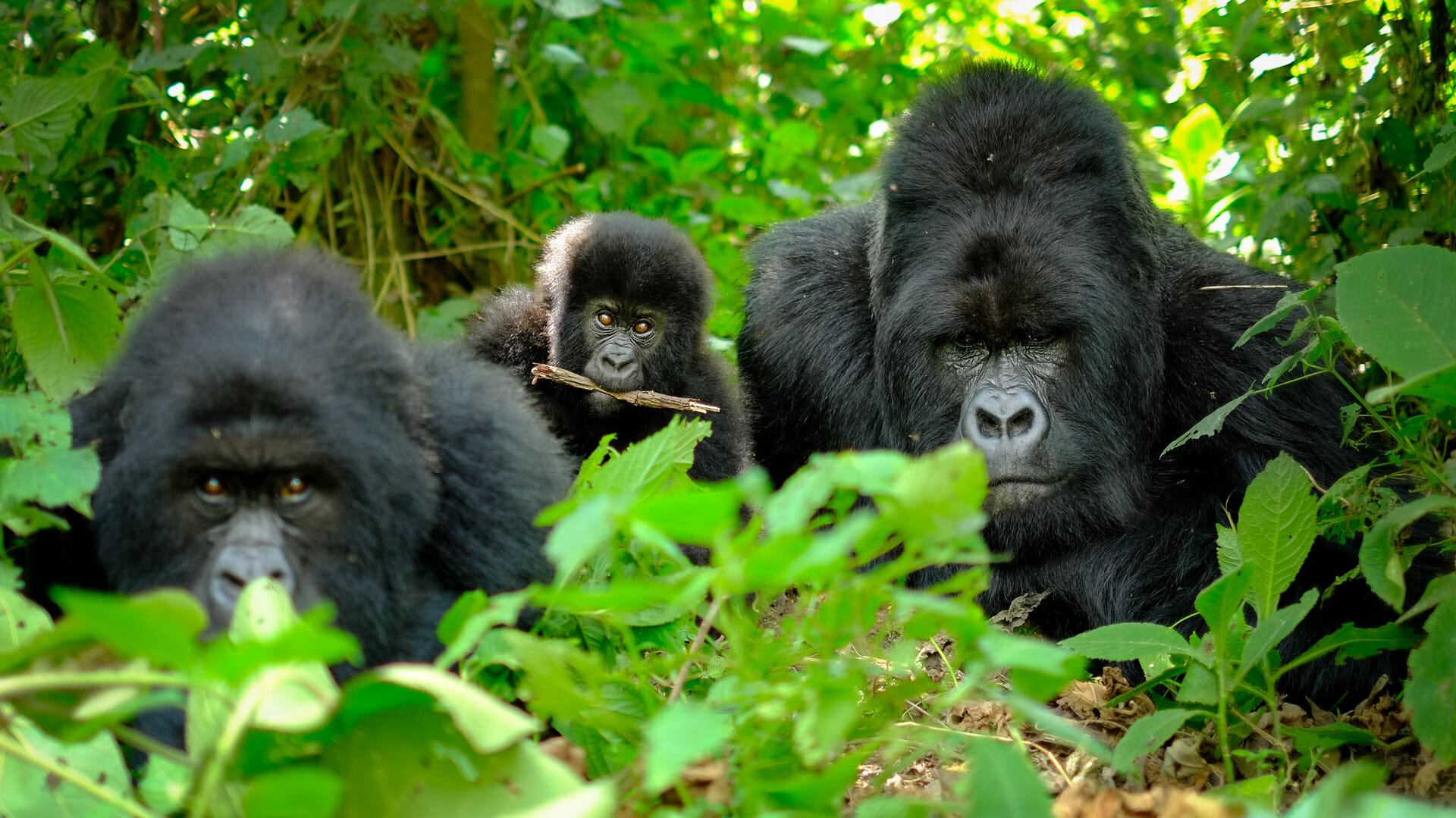 Gorilla trekking and chimpanzee trekking in rwanda
