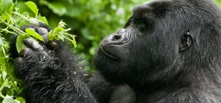 20 Days Epic Uganda Gorillas & Wildlife Safari