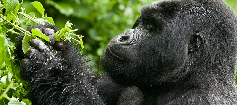 3 Day Bwindi Gorilla Safari From Kigali
