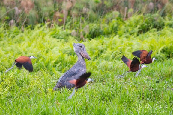 Top 10 Birding Destinations in Uganda