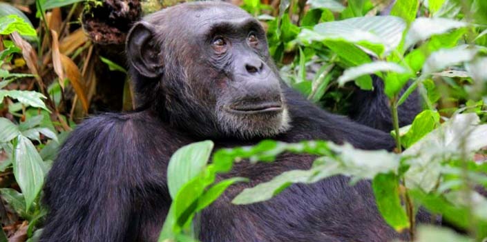 Chimpanzee trekking in Rwanda