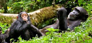 How Long does it take to Track Chimpanzees in Nyungwe Forest National Park?
