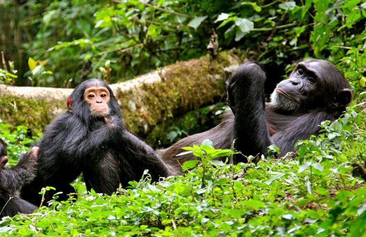 Rwanda Chimpanzee Safari