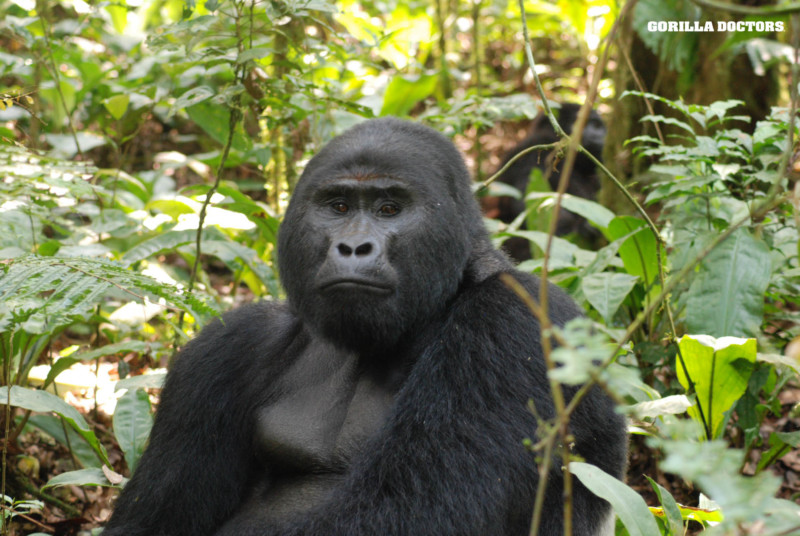 Why do poachers kill mountain gorillas?