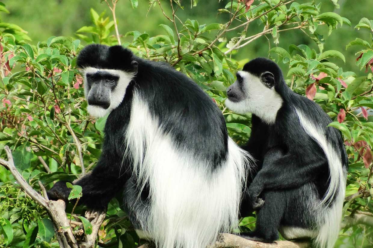 Facts about Black & White Colobus Monkeys in Nyungwe Forest National Park