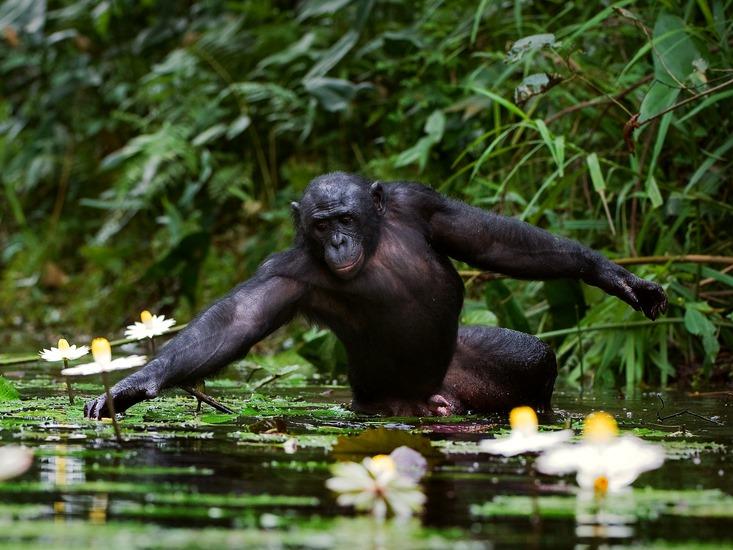 Can Chimpanzees Swim?