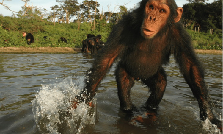 Can Chimpanzees Swim?