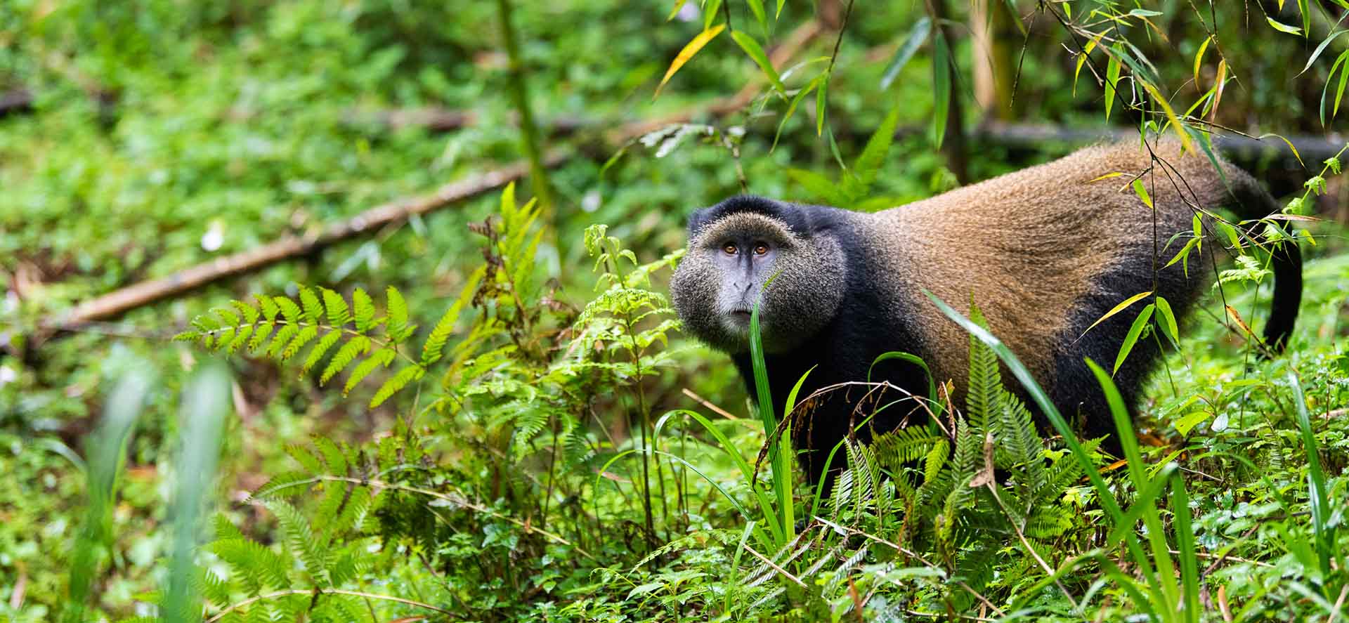 Golden monkeys in Rwanda