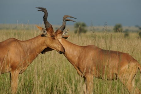 Rwanda Wildlife Conservation Status