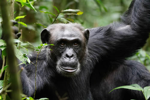 Chimpanzee Trekking and Chimpanzee Habituation Experience in Uganda
