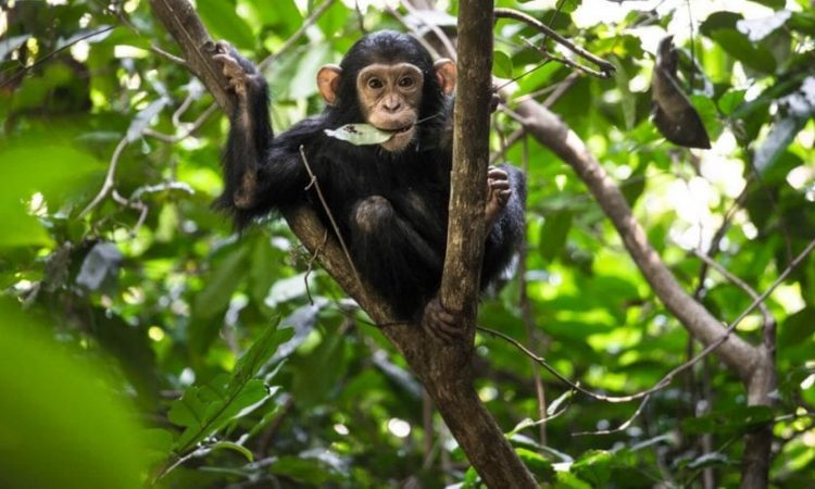 Can I see Chimpanzees In Nyungwe Forest