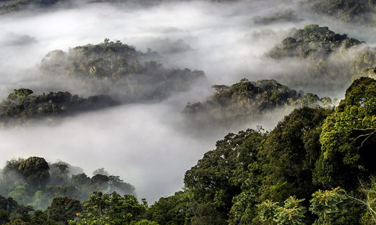 Nyungwe Forest National Park Becomes a World Heritage Site