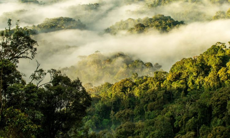 2024 Entry Fees to Nyungwe National Park