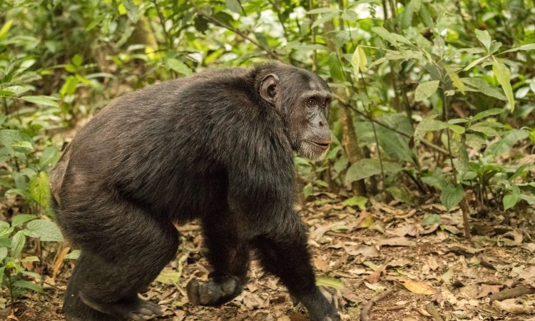 5 Days Nyungwe Chimpanzee Trek and Cyinzobe Hiking Tour